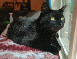Zelda