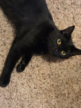 Zelda