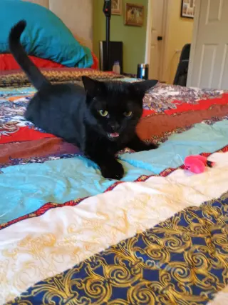 Zelda