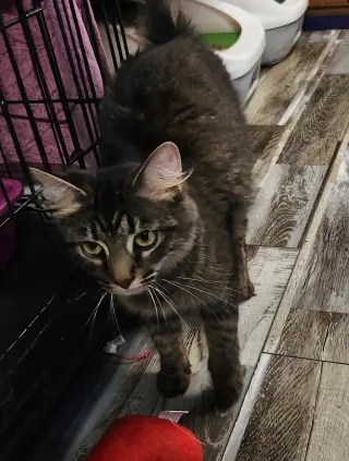Tabitha