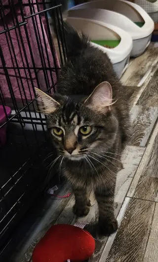 Tabitha