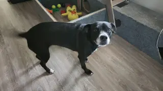 Daisy