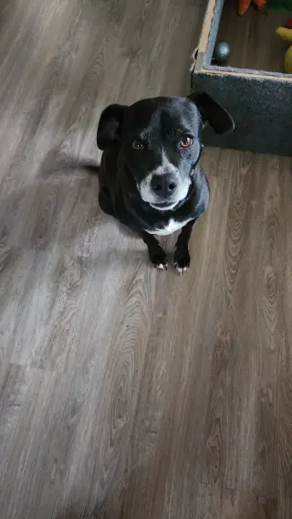Daisy