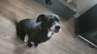 Daisy