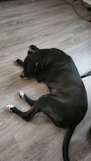 Daisy