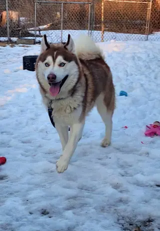 Milo