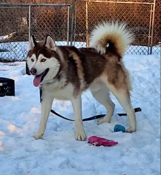 Milo