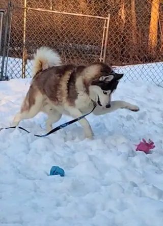 Milo