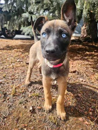 Zuri #1