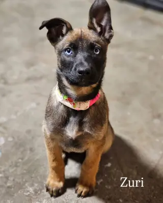 Zuri #1