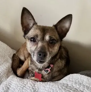 Sable