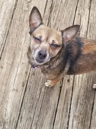 Sable