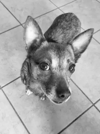 Sable