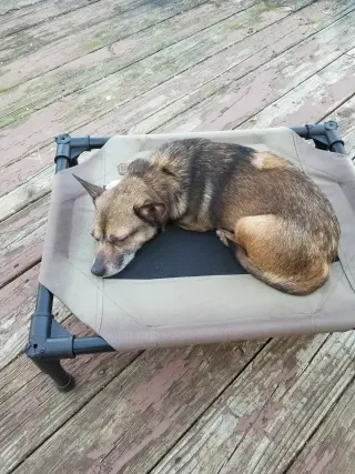 Sable