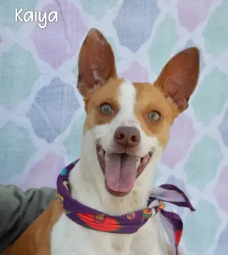 Kaiya