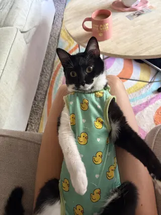 Otter