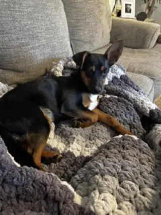 Jellybean