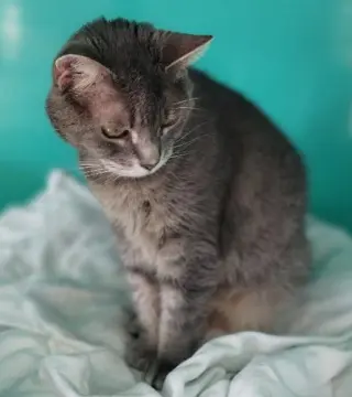 Andie