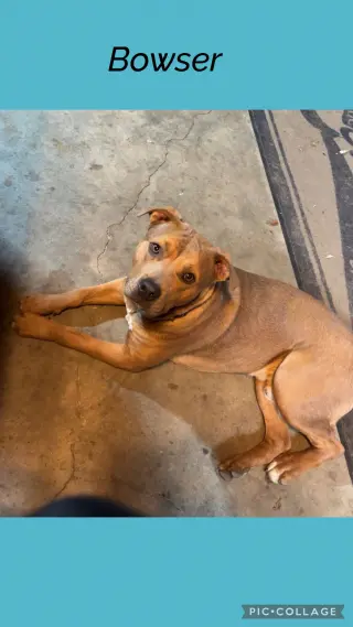Bowser