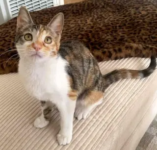 Hazel
