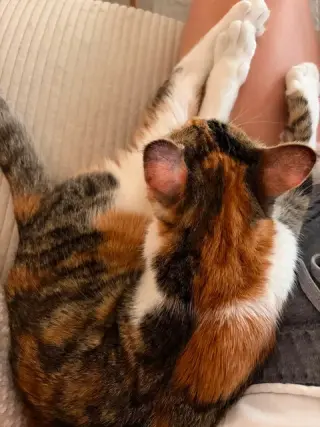 Hazel