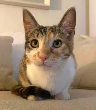 Hazel