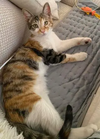 Hazel