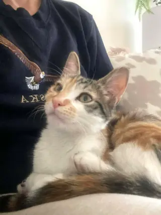 Hazel