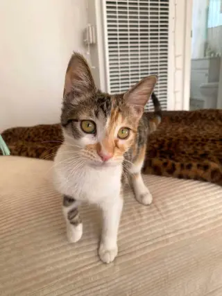 Hazel