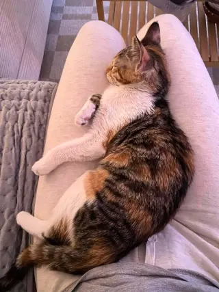 Hazel