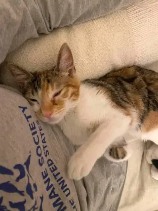 Hazel