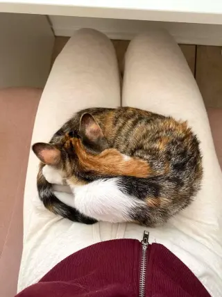 Hazel