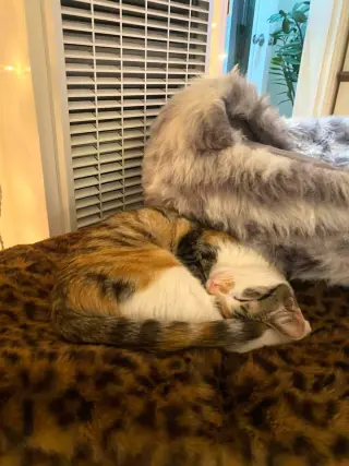 Hazel