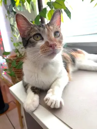 Hazel