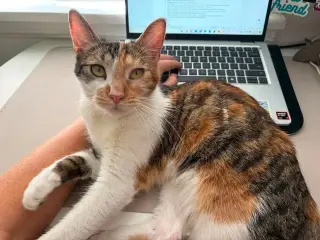 Hazel