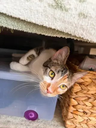 Hazel