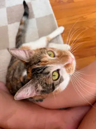 Hazel