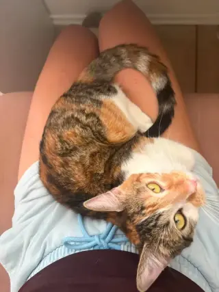 Hazel