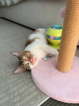 Hazel
