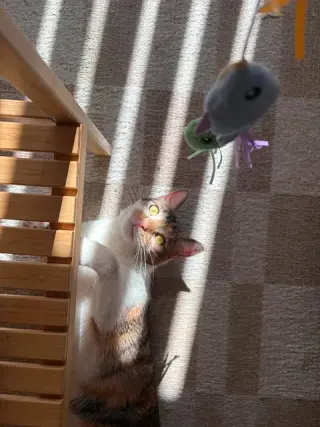 Hazel