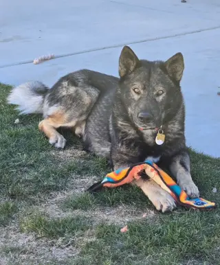 Tyson aka Wolfie