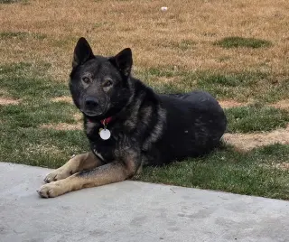 Tyson aka Wolfie