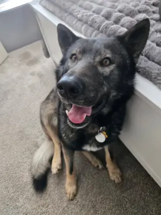 Tyson aka Wolfie