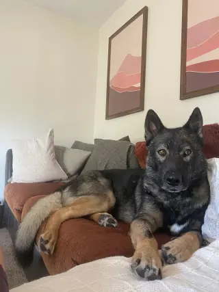 Tyson aka Wolfie