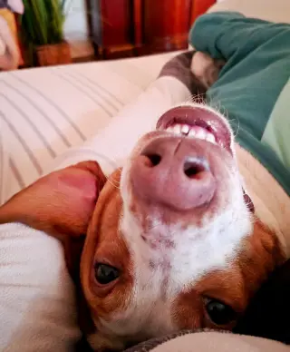 Emerson-great family dog