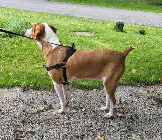 Emerson-great family dog