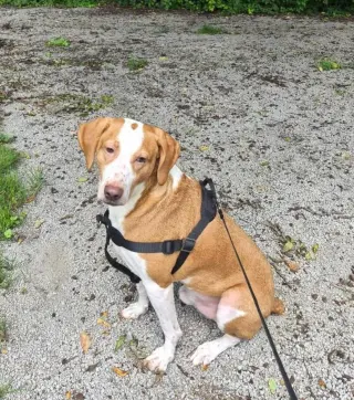 Emerson-great family dog