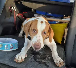 Emerson-great family dog