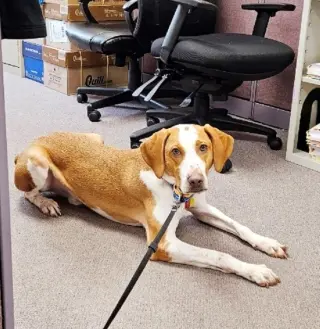 Emerson-great family dog