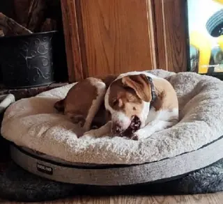 Emerson-great family dog